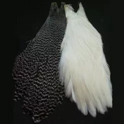 Metz Hen Necks Grade 1