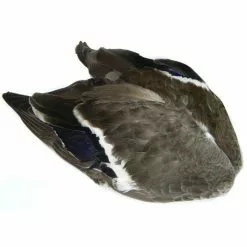 Veniards Mallard Wings