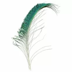 Veniards Peacock Sword Tails