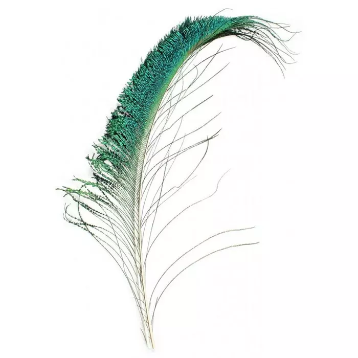 Veniards Peacock Sword Tails 3 Veniards Peacock Sword Tails