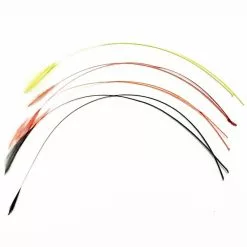 Franc N Snaelda Franc N Feelers Hackles